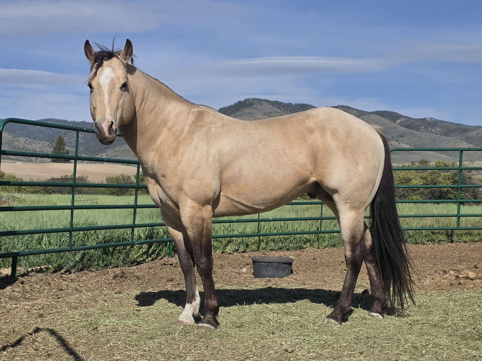 AQHA Buckskin Stallion at Stud