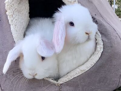 Adorable Holland Lop Babies Ready for their new homes!