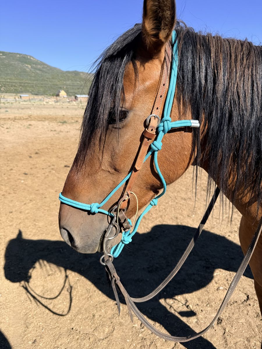 9 yr Mustang Mare