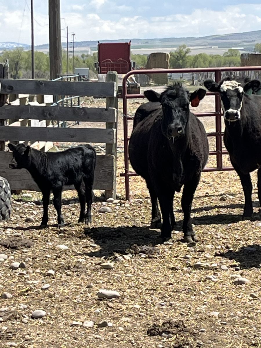 2 year old bred heifer