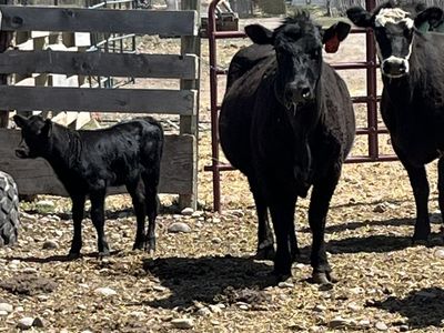 2 year old bred heifer
