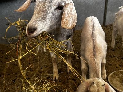 Goats