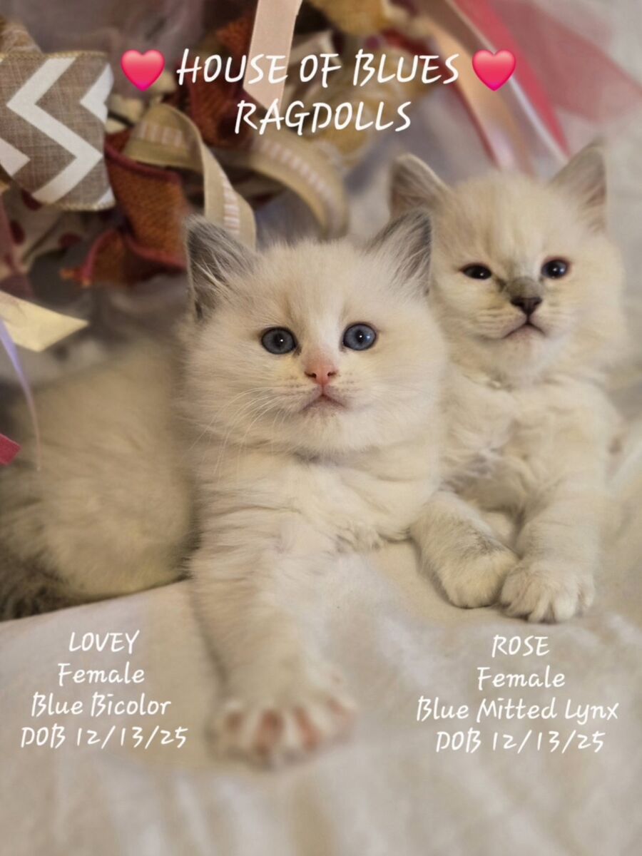 RAGDOLL KITTENS Purbred TICA Registered