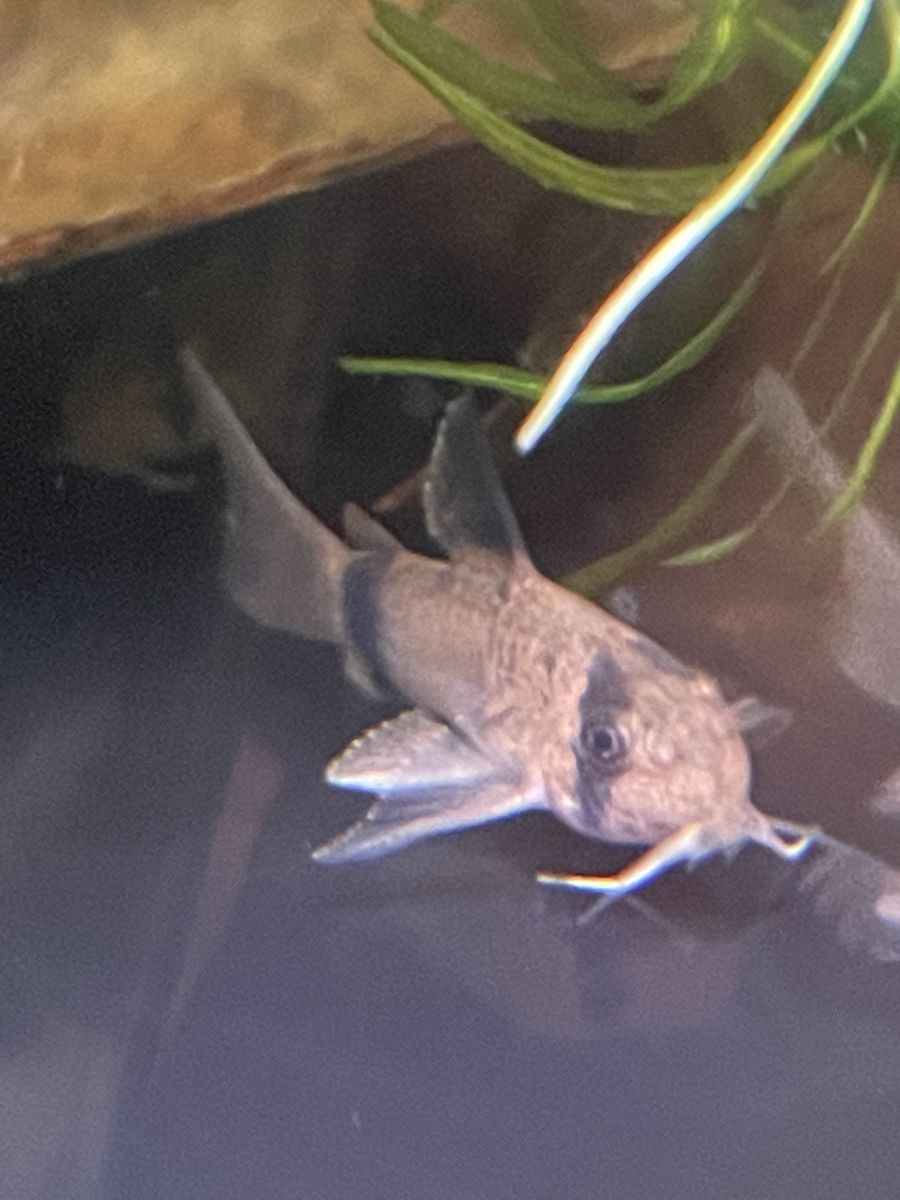 Long-Fin Panda Corydora Catfish