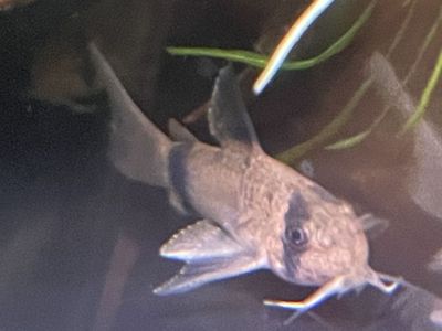 Long-Fin Panda Corydora Catfish