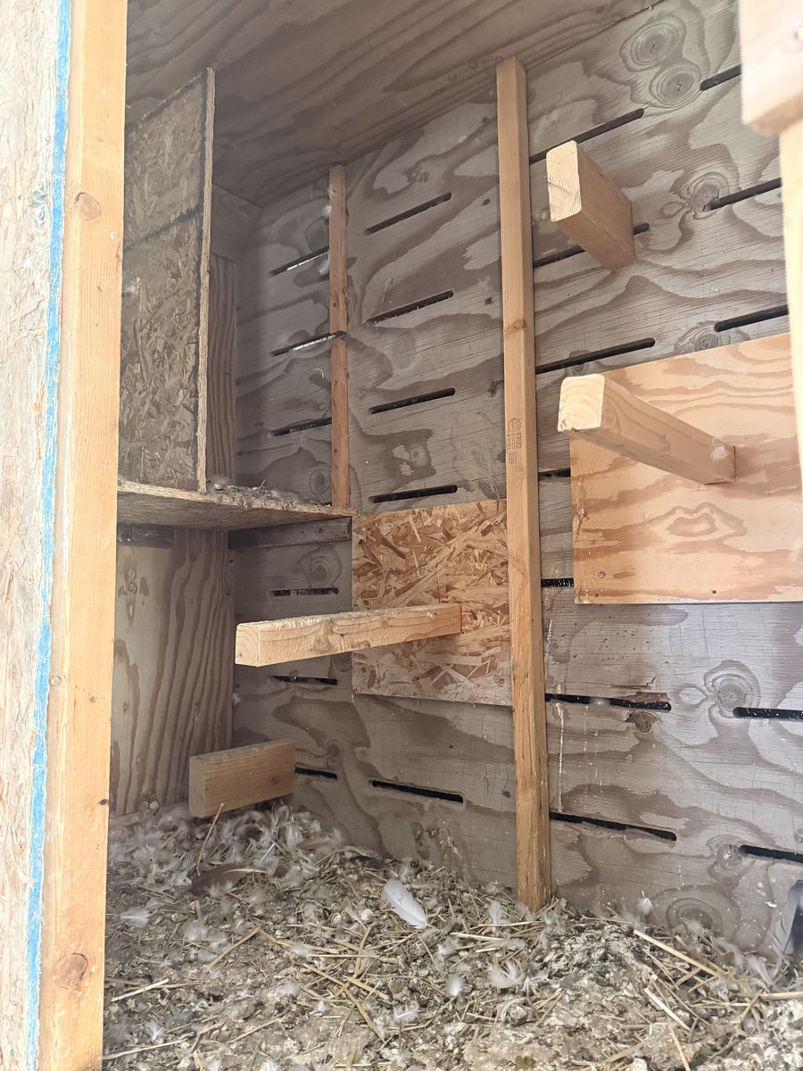 Pigeon Breeding Boxes