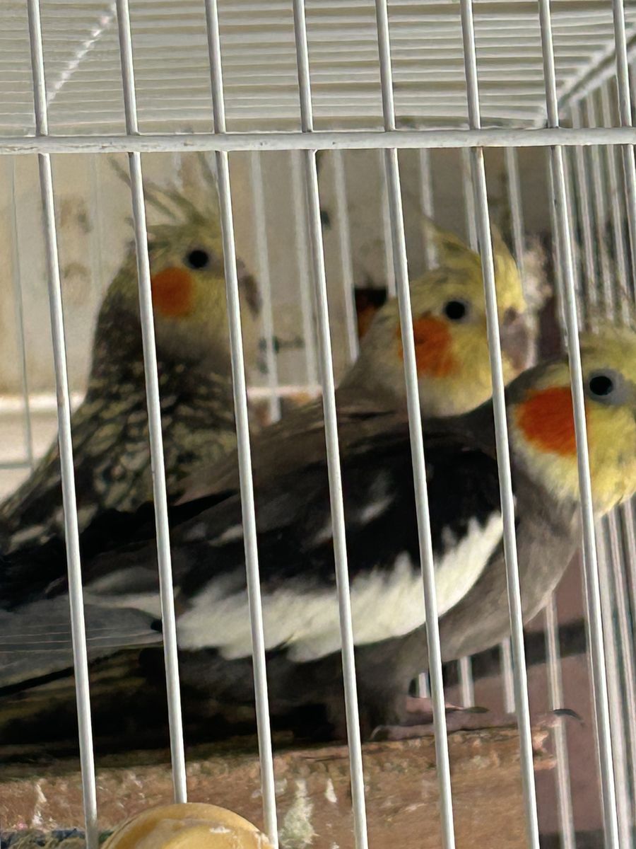 Cockatiels Pair 4-5 Years Old