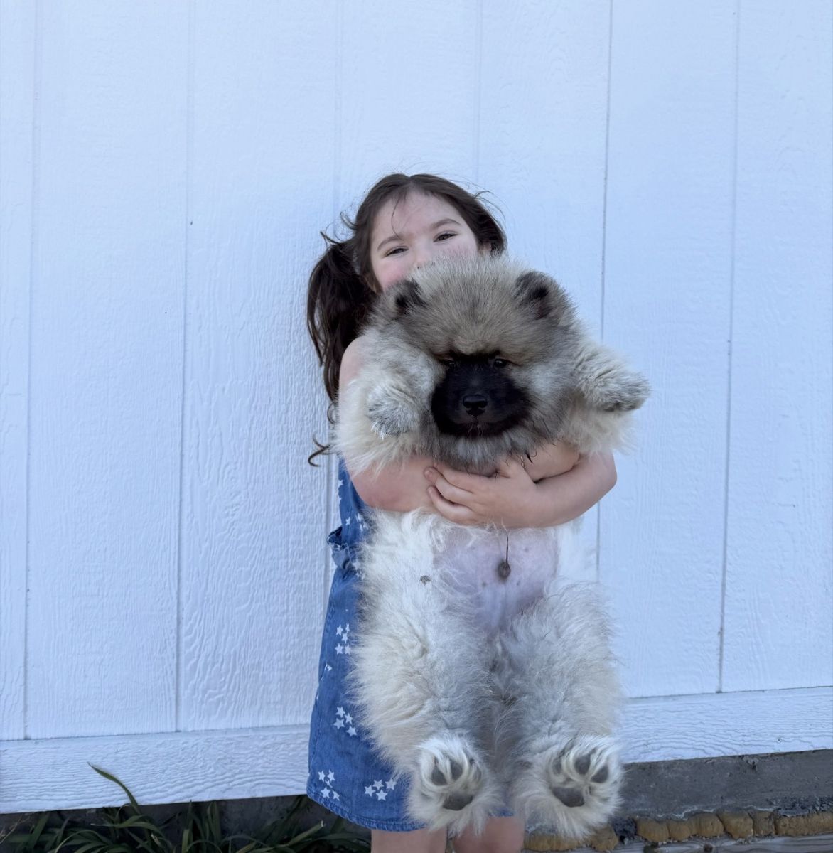 12 Week Old Keeshond