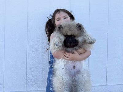 12 Week Old Keeshond