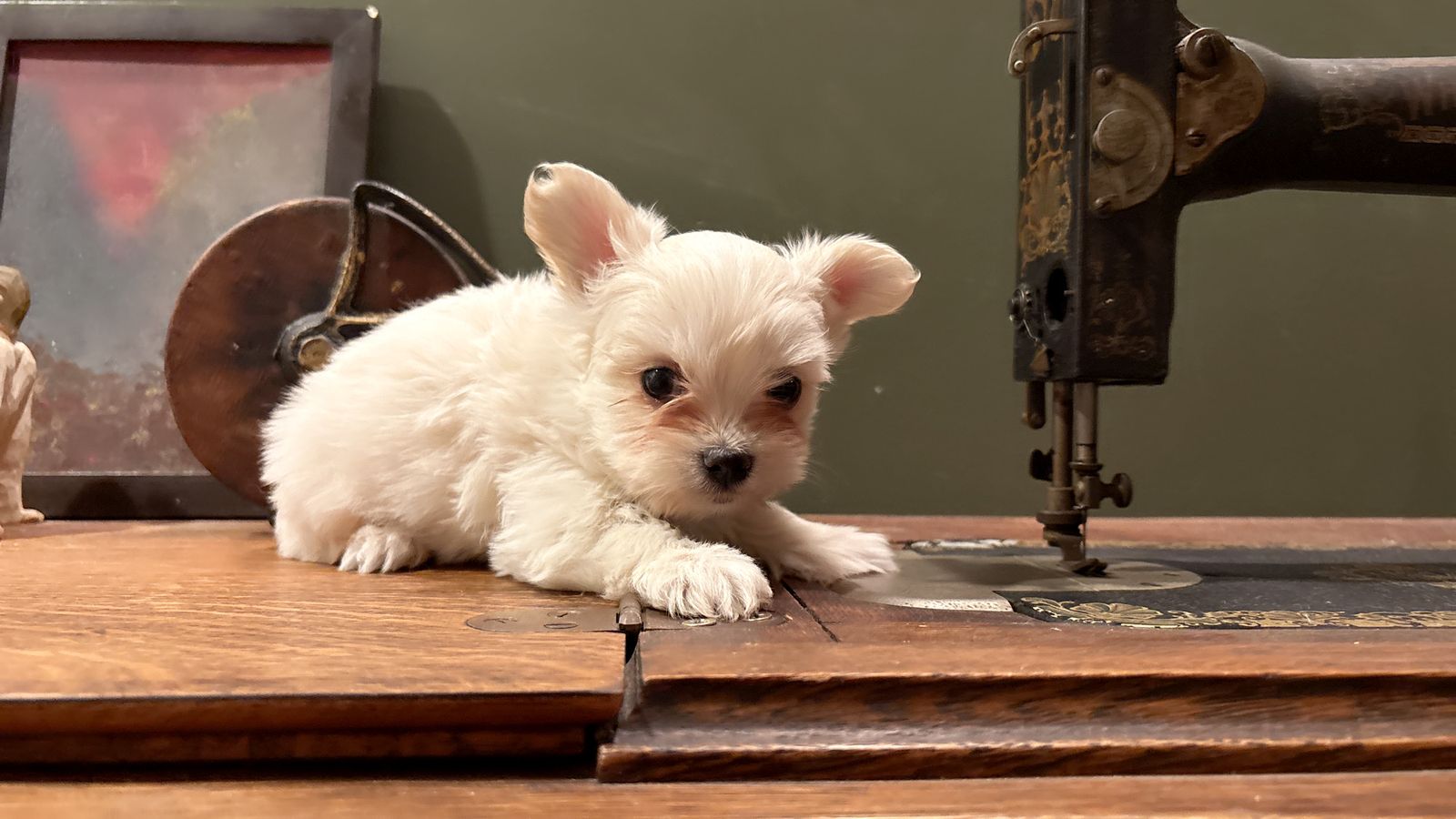 Yorkie boy puppy