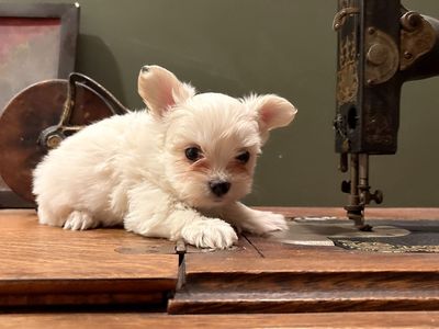 Yorkie boy puppy