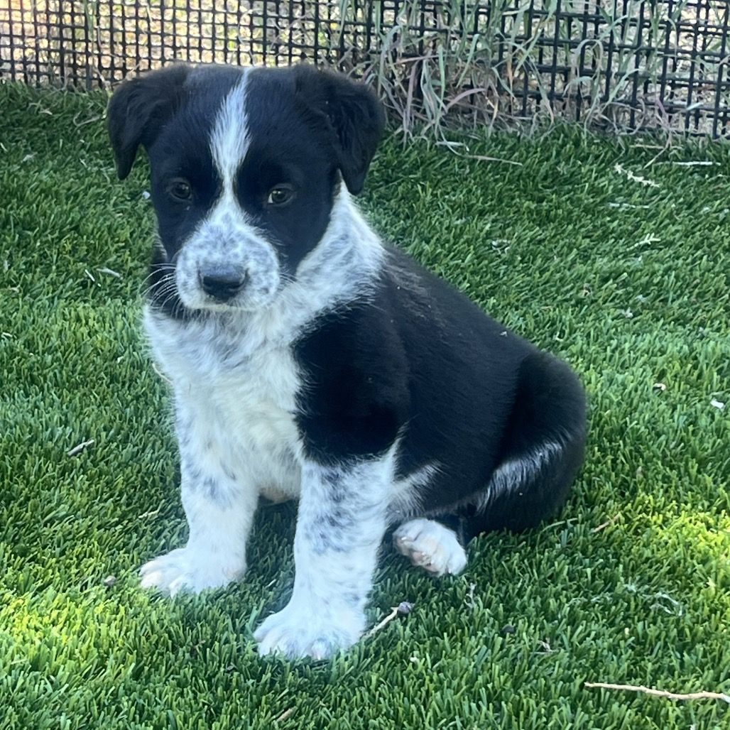 Hello my name is Morlich