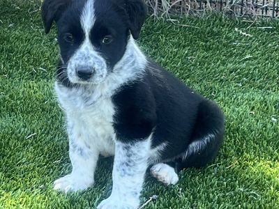 Hello my name is Morlich