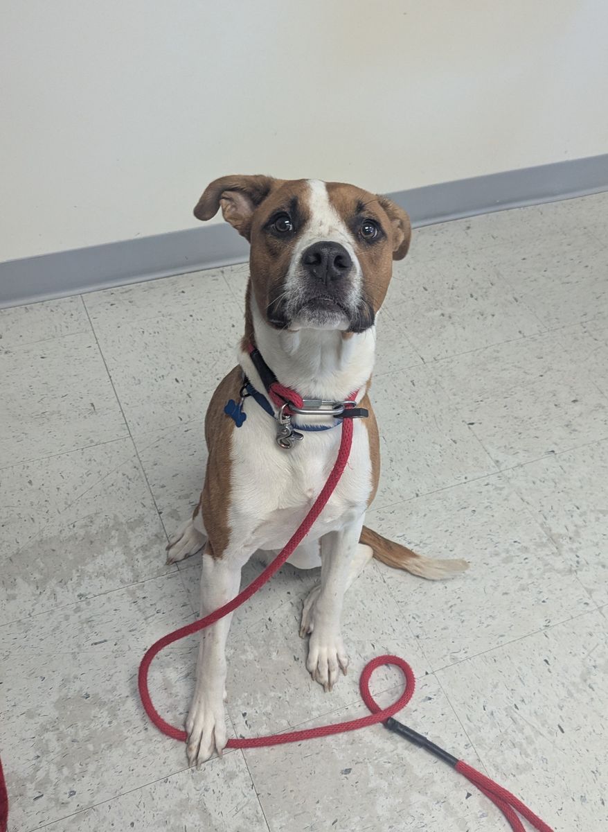 A161786 Teddy is Available for Adoption!