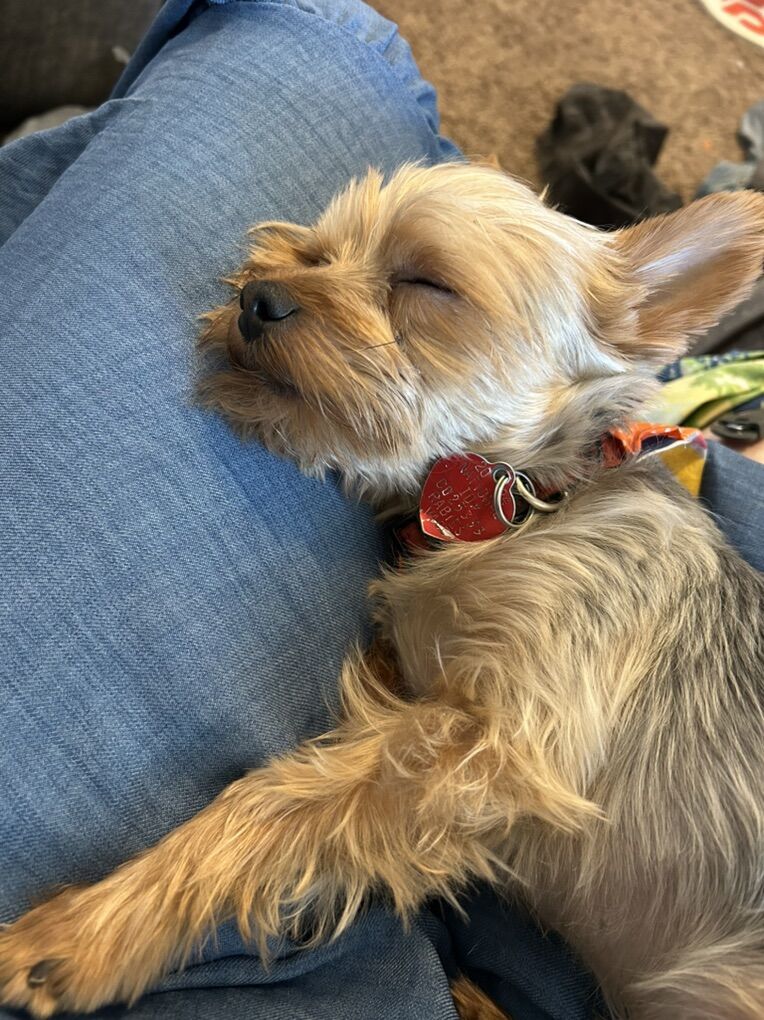 Teacup Yorkie For STUD service