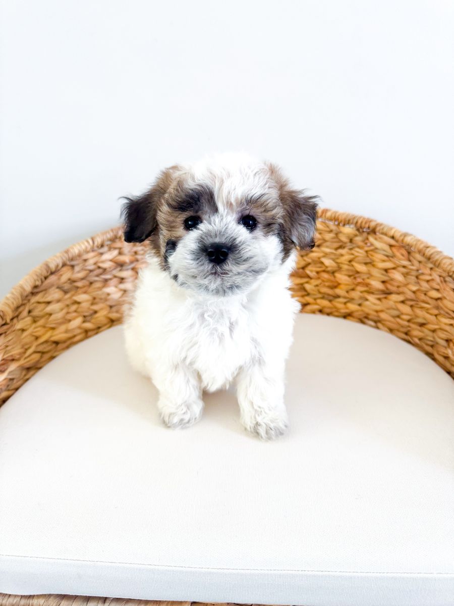 Stunning Coton de Tulear Girl - 10-12lbs, Hypoallergenic, Beginning Training, Health Guarantee, like Shih Tzu, Havanese, Yorkie