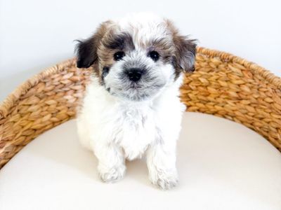 Stunning Coton de Tulear Girl - 10-12lbs, Hypoallergenic, Beginning Training, Health Guarantee, like Shih Tzu, Havanese, Yorkie