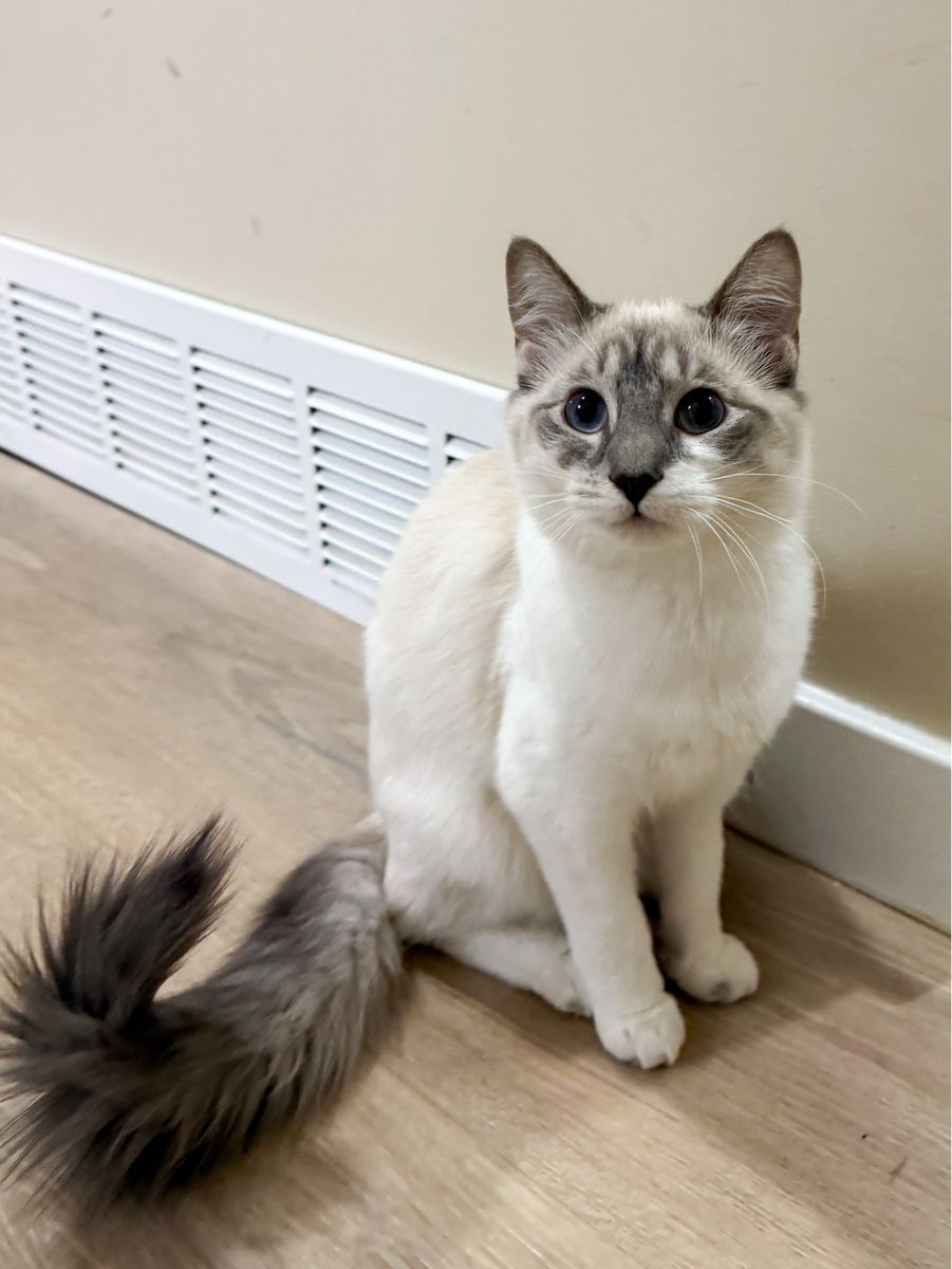 Female Kitten