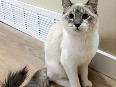 Female Kitten