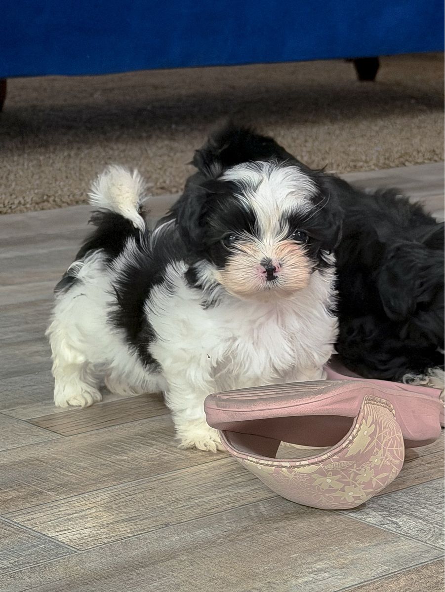 Purebred Mini Imperial Shih Tzu