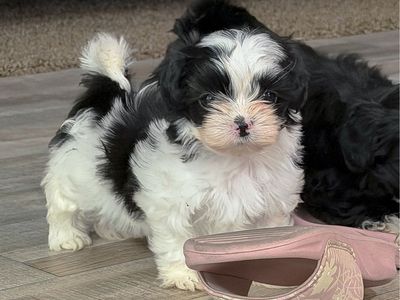 Purebred Mini Imperial Shih Tzu