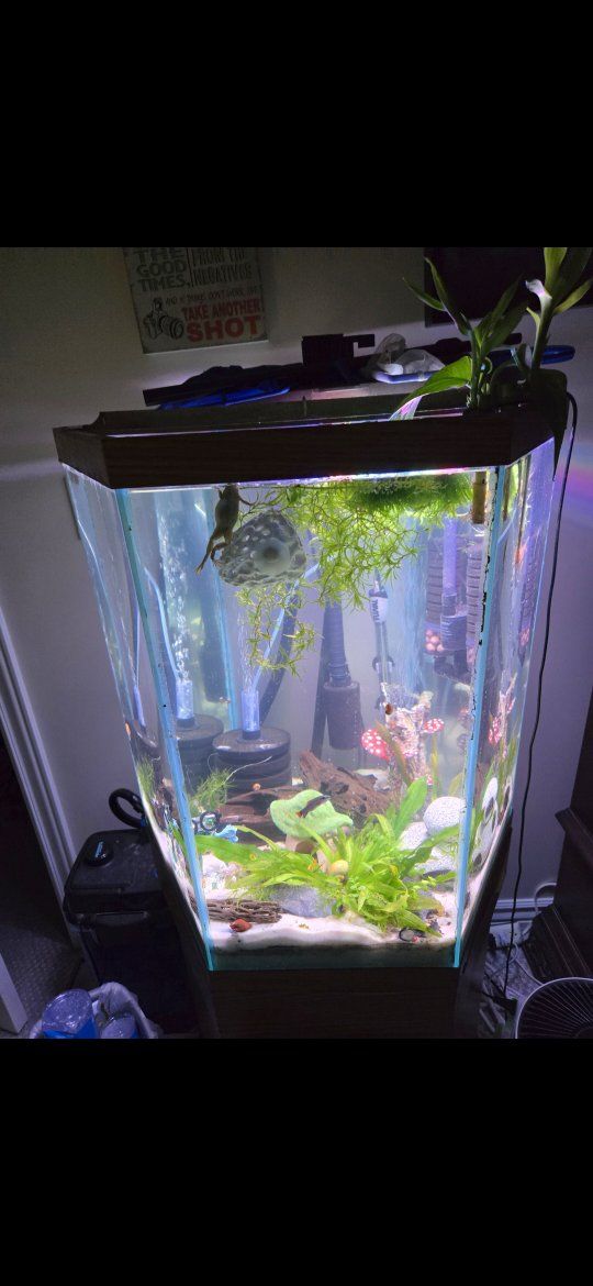 Octagon Fish Tank Aquarium with Live Plants and Accessories