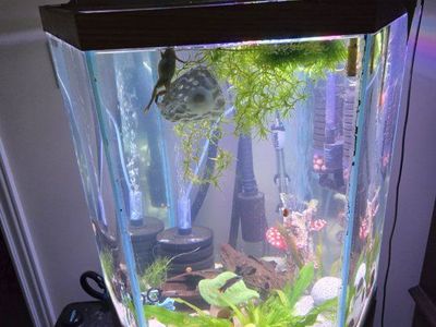 Octagon Fish Tank Aquarium with Live Plants and Accessories