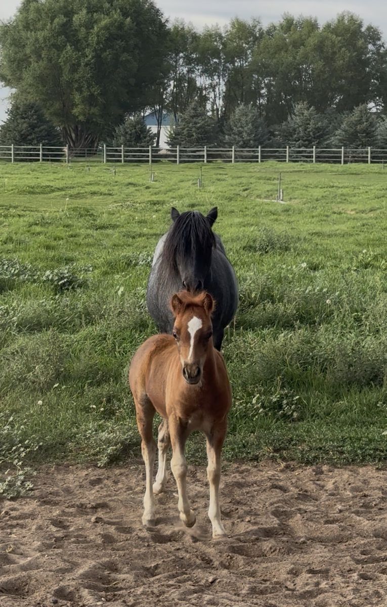 Aspc Blue roanMare And Red roan Colt 