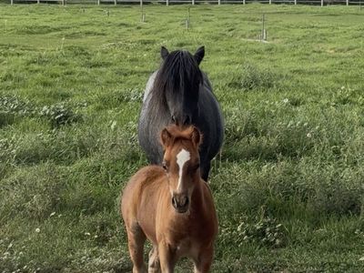 Aspc Blue roanMare And Red roan Colt