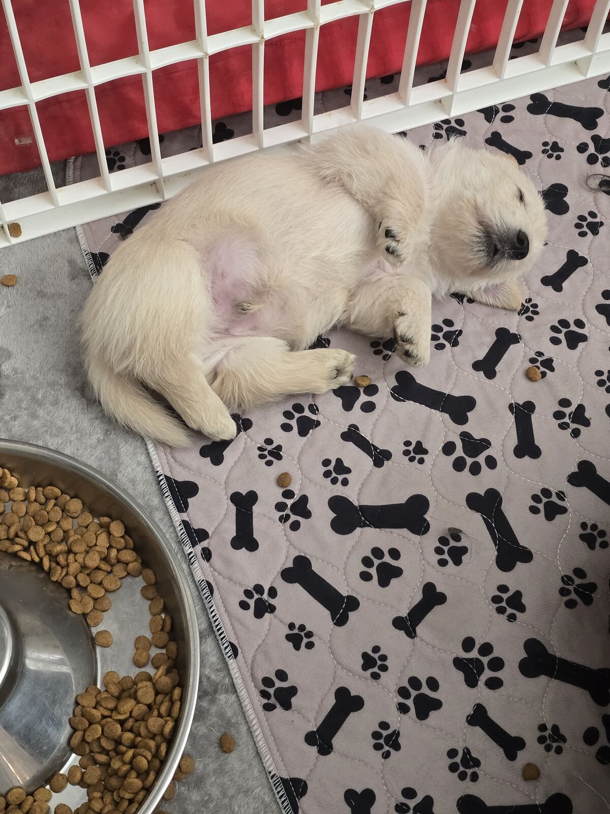 AKC Scottish Terriers