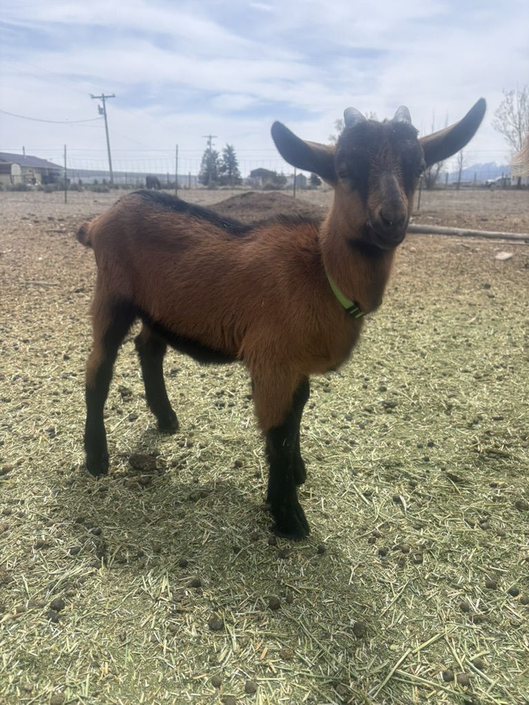 Oberhasli Buckling