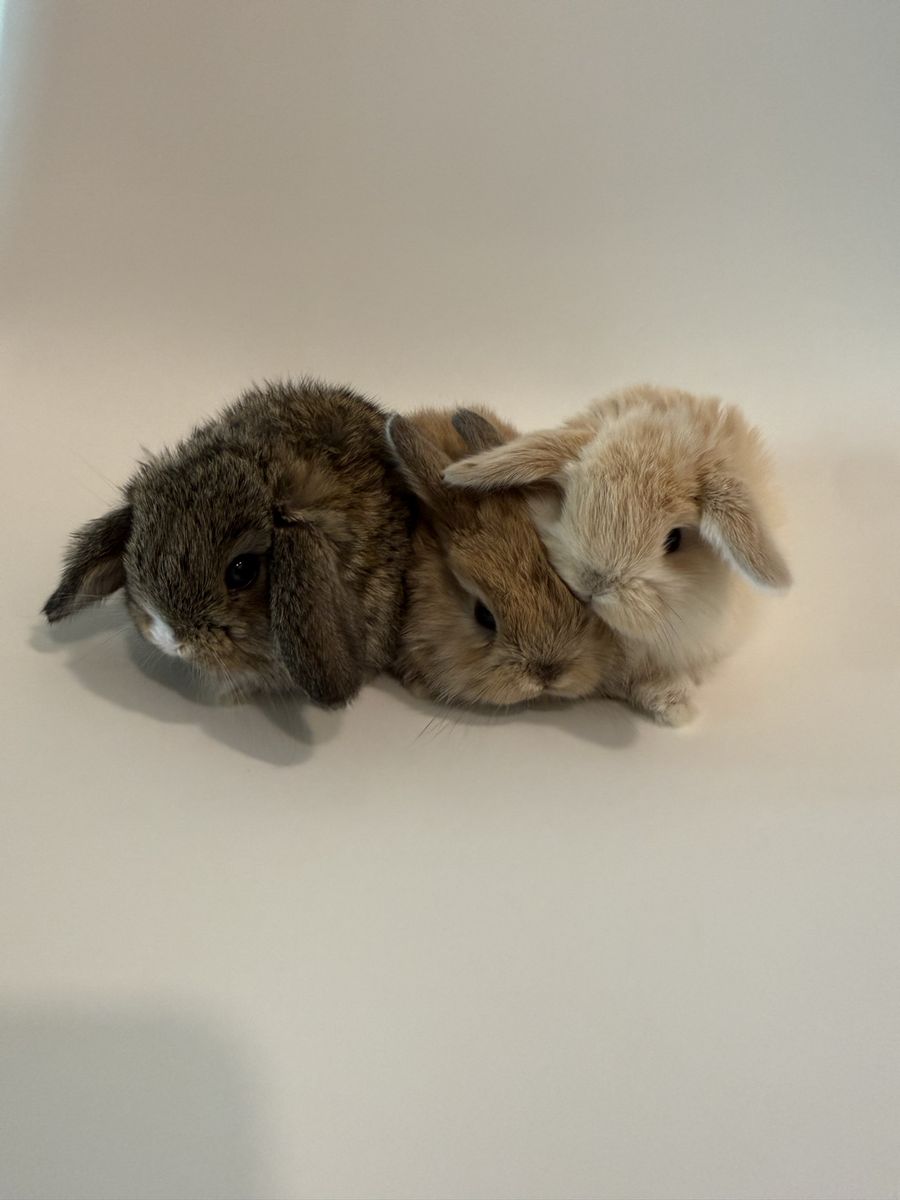 Adorable Holland Lop Baby Bunnies - Ready for New Homes