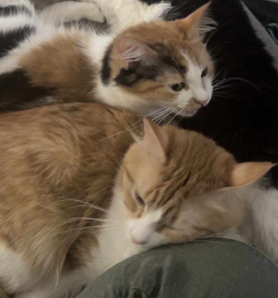 Orange tabby and calico