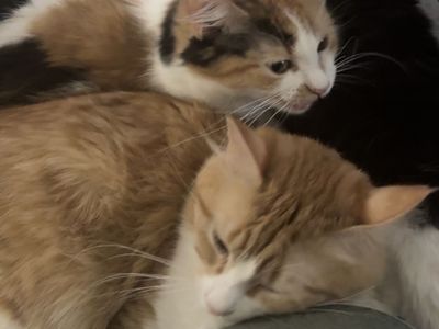 Orange tabby and calico