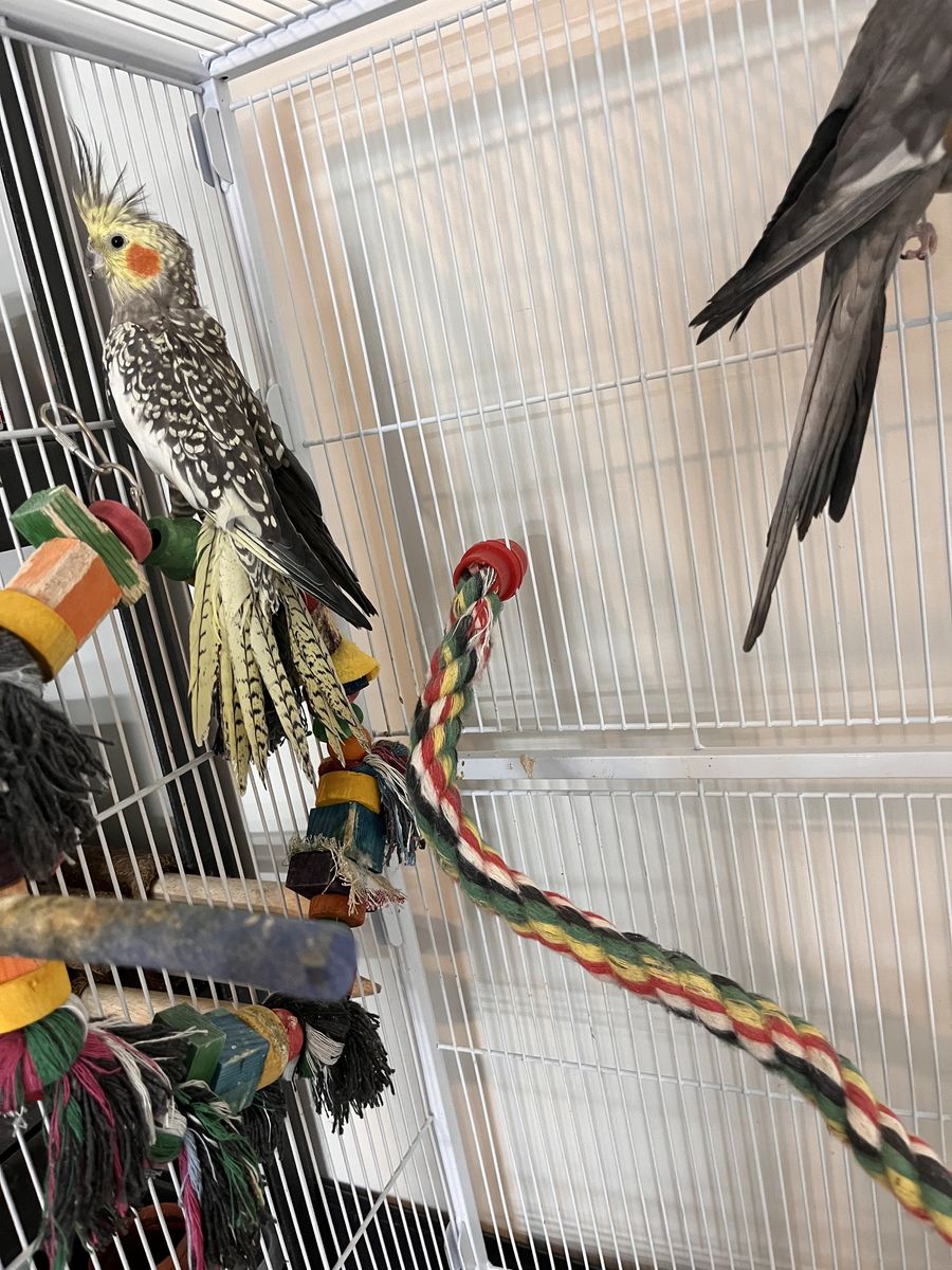 Breeding Pair of Cockatiels