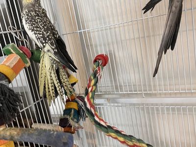 Breeding Pair of Cockatiels