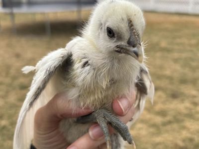 Zombies chicken