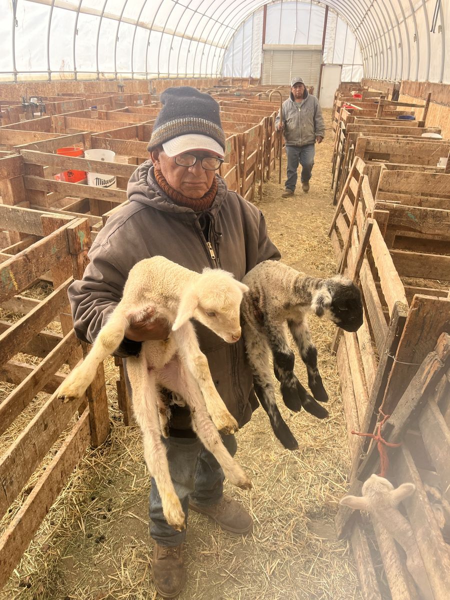 Bum / Bummer Lambs