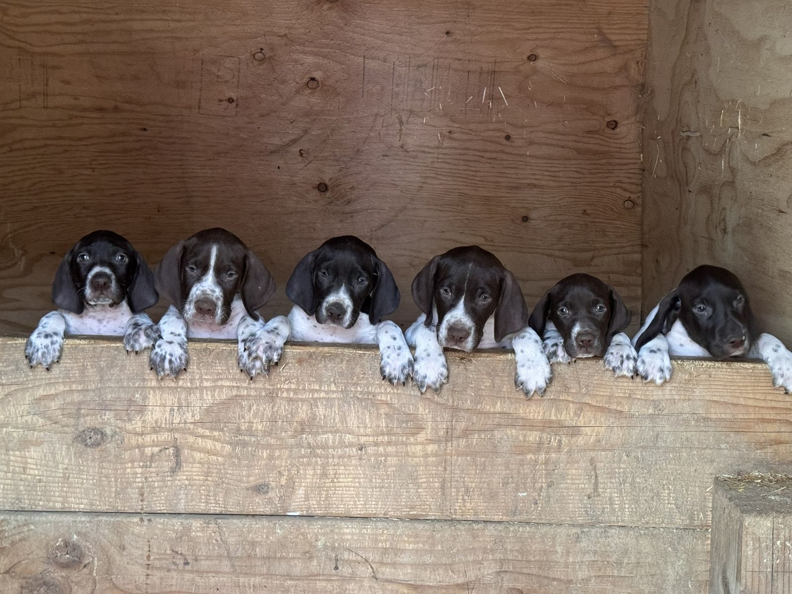 German Shorthair Pointer Puppies