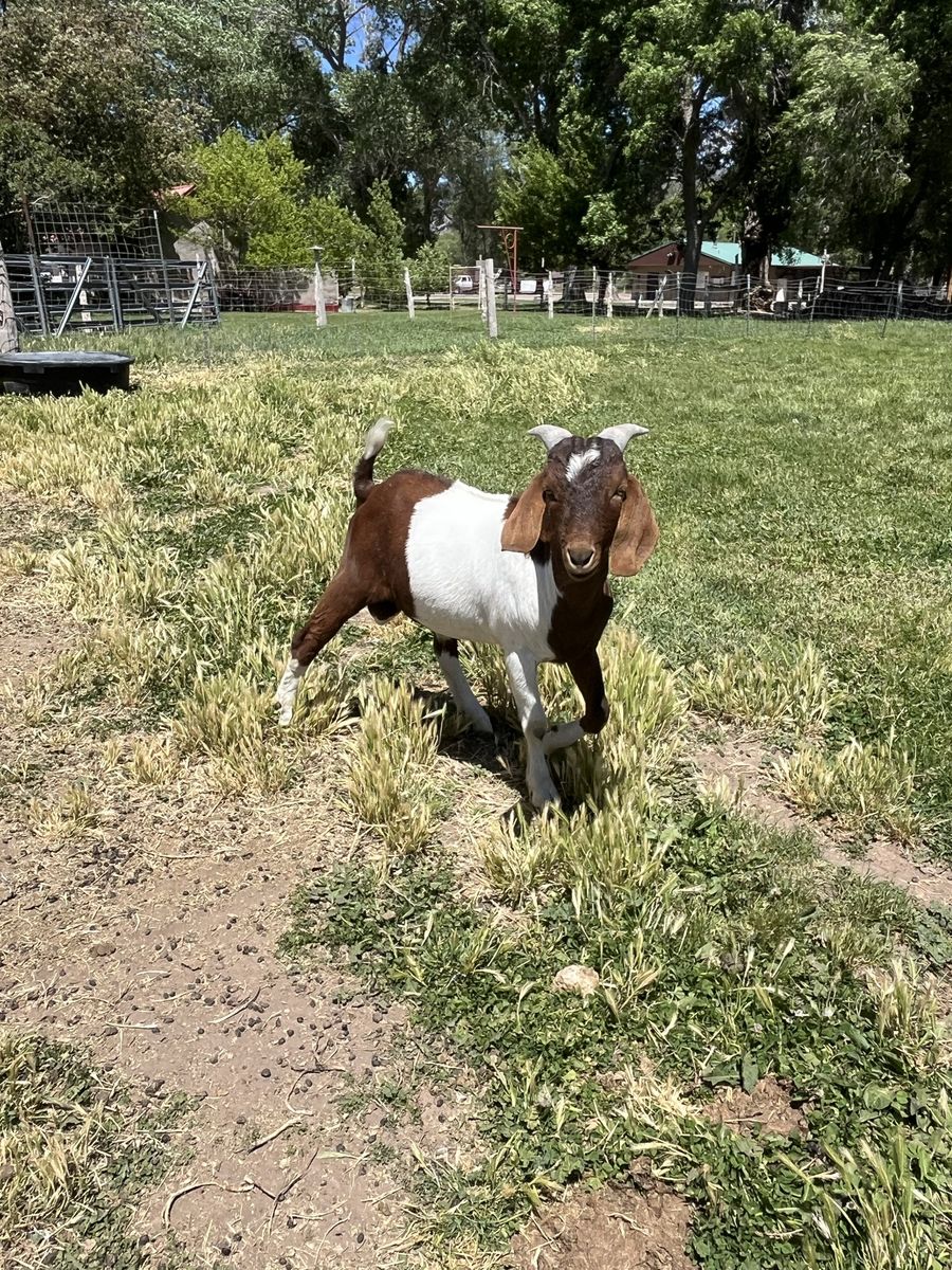Boer Billy