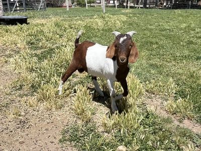 Boer Billy