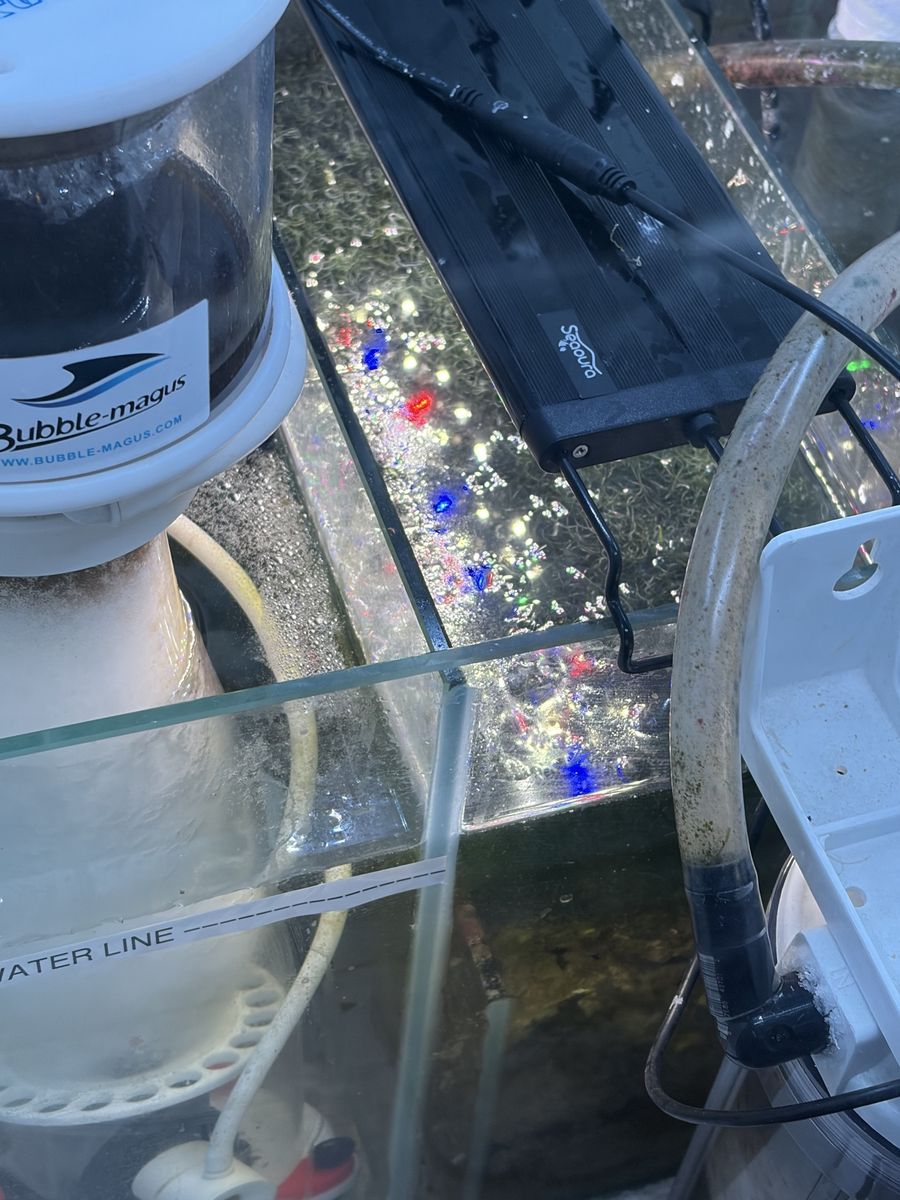 Chaeto Macroalgae for Sale