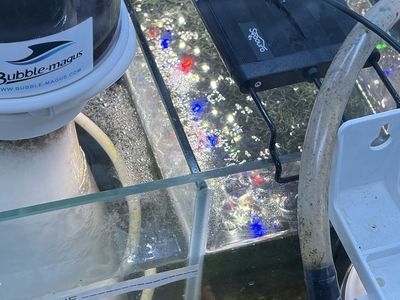 Chaeto Macroalgae for Sale