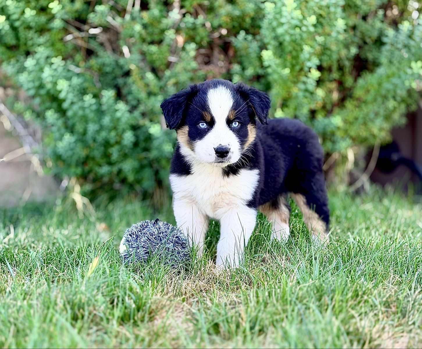 ONLY 2 LEFT AKC registered ASCA eligible Australian Shepherd