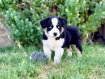 ONLY 2 LEFT AKC registered ASCA eligible Australian Shepherd
