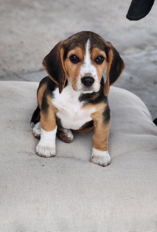 AKC BEAGLE PUPPY (1 Left)