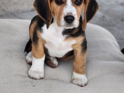 AKC BEAGLE PUPPY (1 Left)