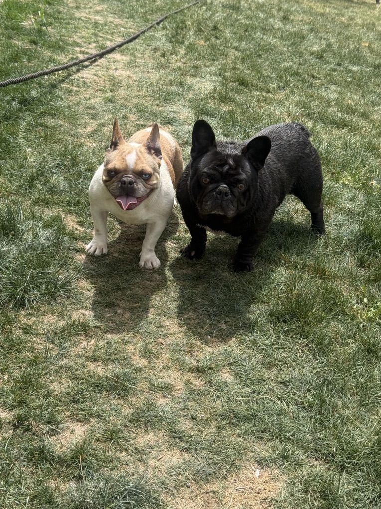 Frenchies male and female