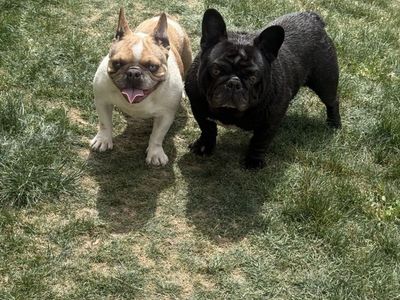 Frenchies male and female