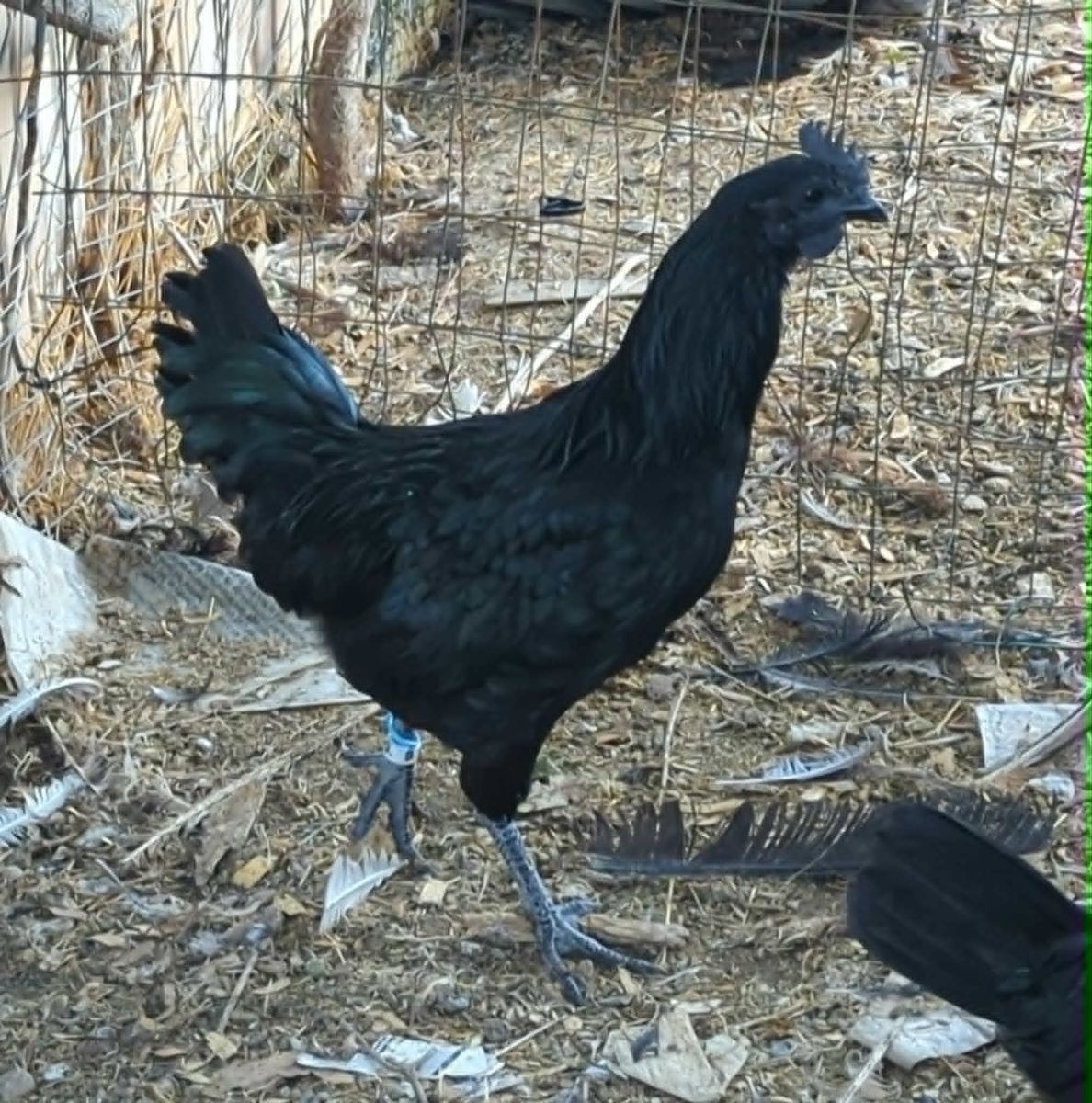 Ayam Cemani Cockerels